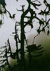 Fog in the Valley