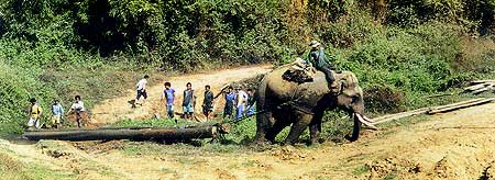 Working Elephants