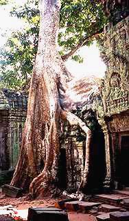 Tree is growing over the templewall 