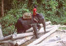 Elephant at work