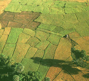 Nord Thailands Reisfelder