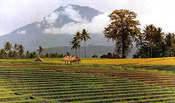 Mountian Batakaru