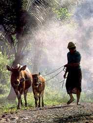 Morning in the Village