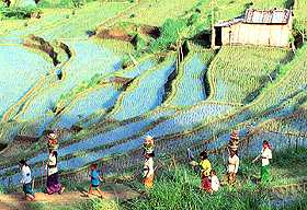 Rice teracce in volcanic slopes