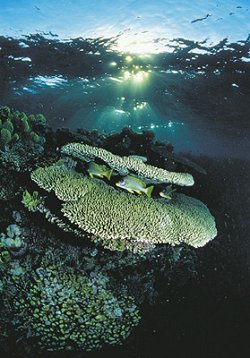 Paradies unter Wasser