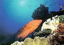 Diving at the Maledives