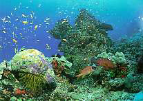 Diving at the Maledives