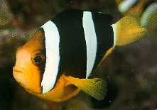 Diving at the Maledives