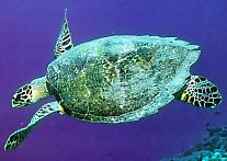Diving at the Maledives Turtle