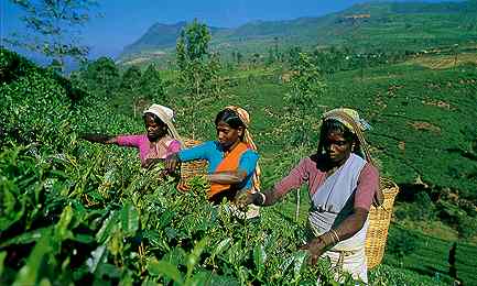 Tea harvesting near Nuwara Eliya