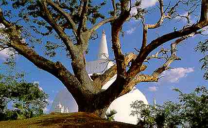 Ruwanweli Seye at Anuradhapura