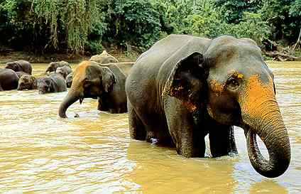 Elefant bathing at Kandy