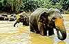 Elefant bathing at Kandy