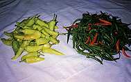 Chilli