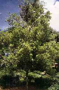 Clovetree
