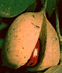 Nutmeng