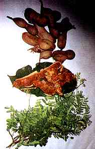Tamarind