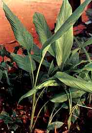 Tumeric