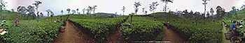 Virtual Tea plugging