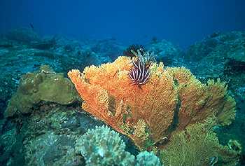 Gorgonias in the surounding waters of Krabi