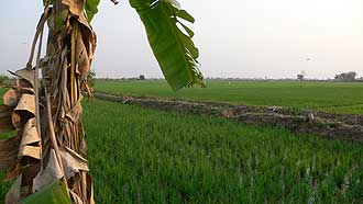 Rice Fields