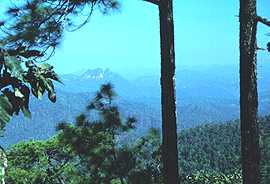 Jungle mountains
