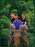 Elephant Riding through Bamboo Forest