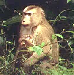 A Gibbhon mothe with child