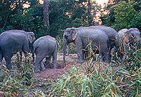Wild elephants