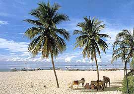 The beach
