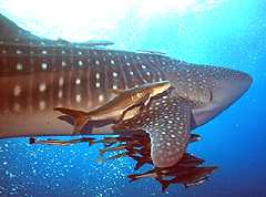 Whale shark in Similan National Marine Park