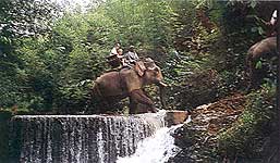 Elephantenritt
