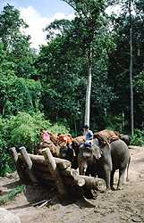A visit at the Elephant Camp