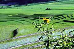 Rice terrace 