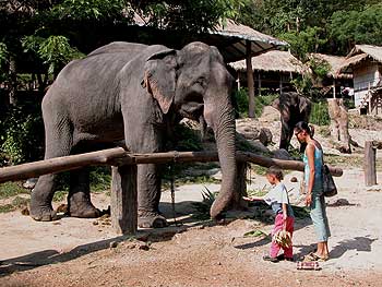Elephanten in Chiang Mai