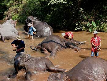 Badende Arbeitselephanten in Chiang Mai