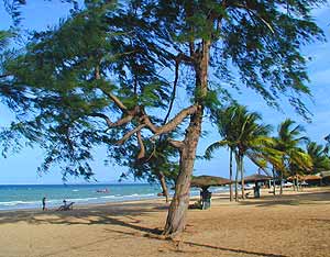 Der traumhafte Strand mit alten Pinien als Schattenspender