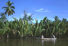 Die Nipa Palm Smpfe
