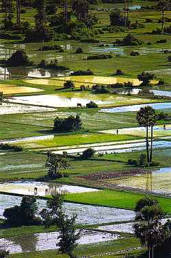 The typical paddy fields of Laos countri-side
