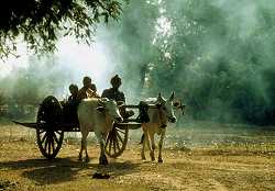 Laotian ochs carts
