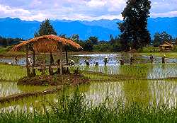 The typical Laos rice fields
