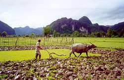 A typical scene of Isarn - A rice farmer with his water buffolo