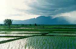 Rice fields of Isarn