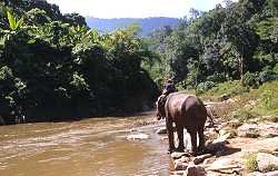 A working elephant